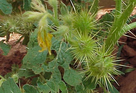 Buffalobur (Solanum rostratum)