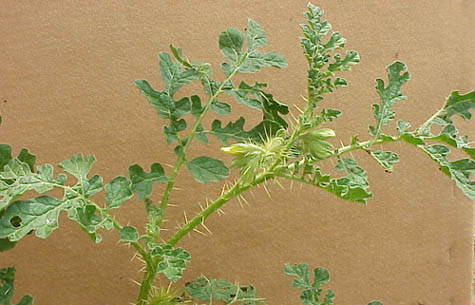 Buffalobur (Solanum rostratum)