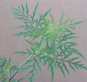 comragweed-13.jpg (67775 bytes)