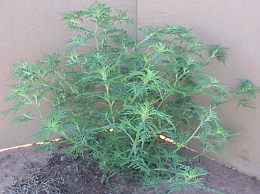 comragweed-16.jpg (66802 bytes)