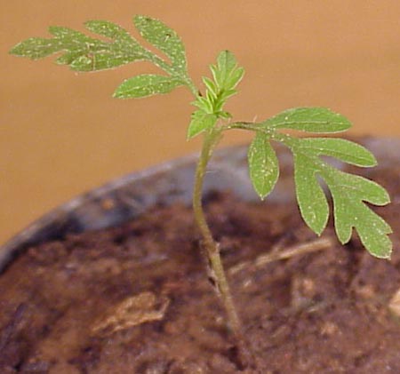 Common Ragweed