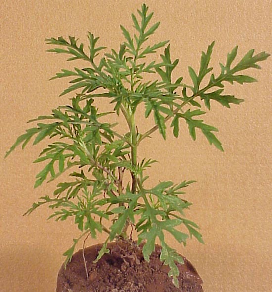 Common Ragweed