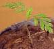 tn_comragweed-505_jpg.jpg (1804 bytes)