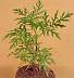 tn_comragweed-512_jpg.jpg (1843 bytes)