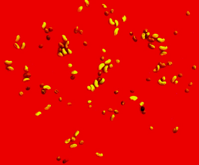 Dodder Contaminated Alfalfa Seed