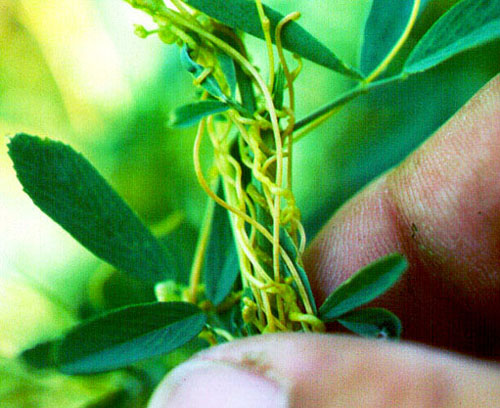 Dodder on Alfalfa