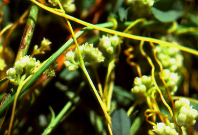 Dodder on Alfalfa