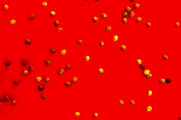 Dodder Seed