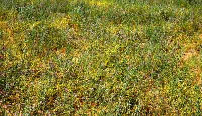 dodder-10.jpg (57525 bytes)