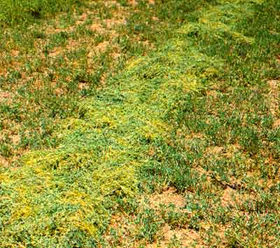 dodder-11.jpg (60383 bytes)