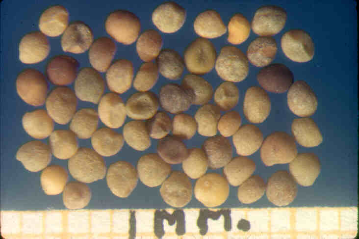 Dodder Seeds