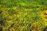 tn_dodder-10_jpg.jpg (2797 bytes)