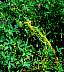 tn_dodder-12_jpg.jpg (2787 bytes)
