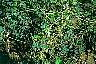 tn_dodder_jpg.jpg (3637 bytes)
