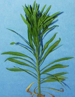 horseweed-035.jpg (26974 bytes)