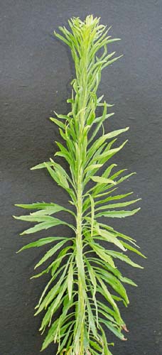 horseweed-038.jpg (29932 bytes)