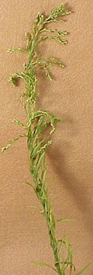 horseweed-06.jpg (58522 bytes)