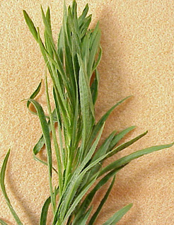 horseweed-08.jpg (67382 bytes)