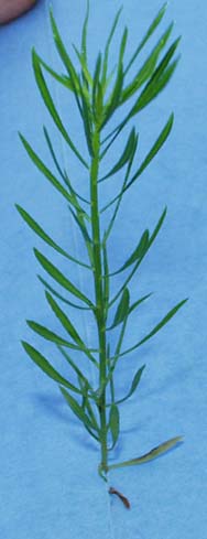 horseweed-086.jpg (17380 bytes)