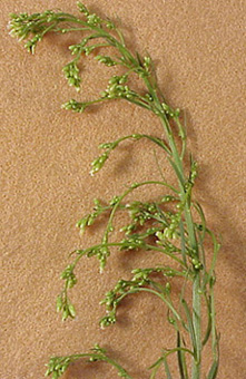 horseweed-09.jpg (68555 bytes)