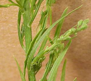 horseweed-13.jpg (68411 bytes)