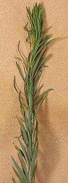 horseweed-15.jpg (22497 bytes)