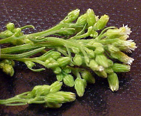 horseweed-18.jpg (62129 bytes)
