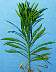 tn_horseweed-035_jpg.jpg (1815 bytes)