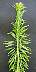 tn_horseweed-038_jpg.jpg (1506 bytes)