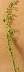tn_horseweed-06_jpg.jpg (989 bytes)