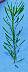 tn_horseweed-086_jpg.jpg (1285 bytes)