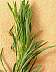 tn_horseweed-08_jpg.jpg (1720 bytes)
