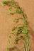 tn_horseweed-09_jpg.jpg (1375 bytes)