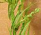 tn_horseweed-13_jpg.jpg (2281 bytes)