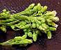 tn_horseweed-18_jpg.jpg (3019 bytes)
