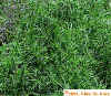 Kochia