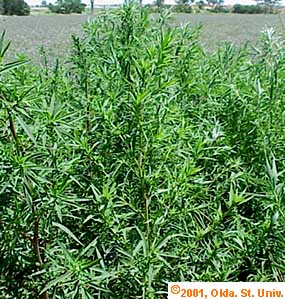 kochia-02x.jpg (48928 bytes)