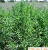 Kochia