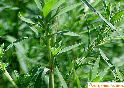 kochia-03x.jpg (49057 bytes)