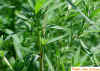 Kochia