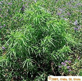 kochia-04x.jpg (48382 bytes)
