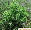 Kochia