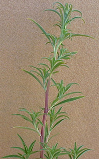 kochia-05.jpg (58107 bytes)