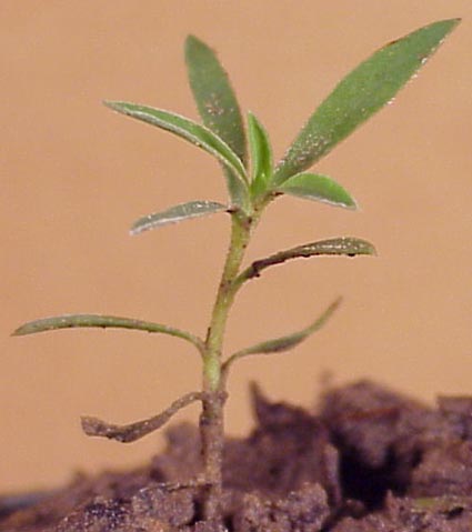 Kochia