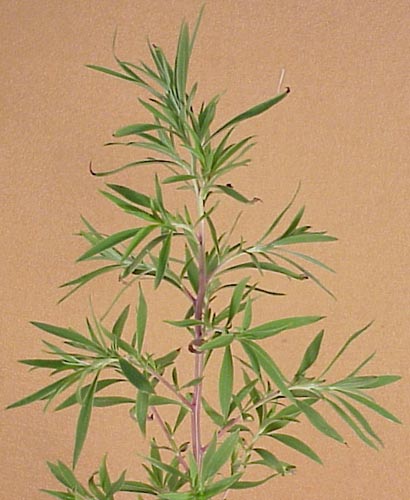 Kochia