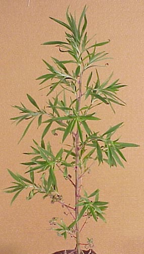 Kochia