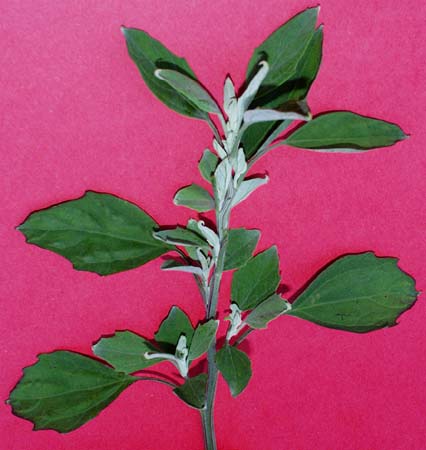 cm-lambsquarters-031.jpg (32701 bytes)