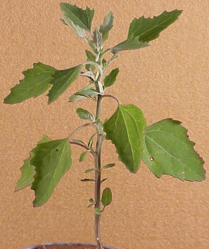 Common Lambsquarters