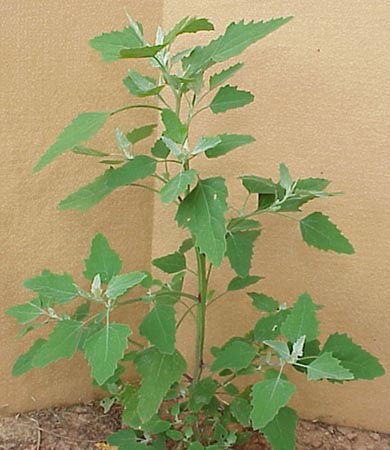 Common Lambsquarters