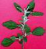 tn_cm-lambsquarters-031_jpg.jpg (1932 bytes)